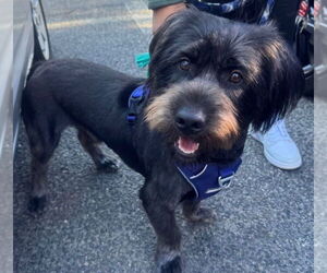 Poodle (Standard)-Unknown Mix Dogs for adoption in Gibbstown, NJ, USA