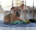 Small Photo #14 French Bulldog Puppy For Sale in VALLEJO, CA, USA