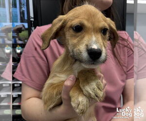 Labrador Retriever-Unknown Mix Dogs for adoption in Washington, DC, USA