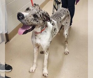 Great Dane Dogs for adoption in Decatur, IL, USA