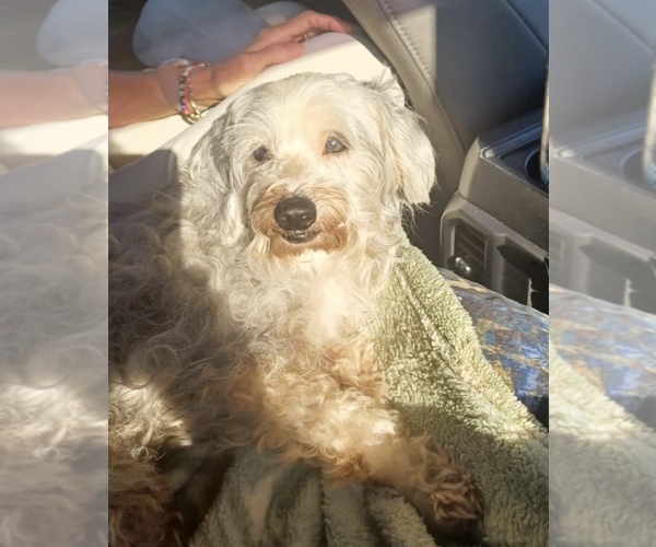 Medium Photo #1 Aussiedoodle Miniature -Puli Mix Puppy For Sale in CHRISTOPHER, IL, USA