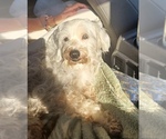 Small Photo #1 Aussiedoodle Miniature -Puli Mix Puppy For Sale in CHRISTOPHER, IL, USA