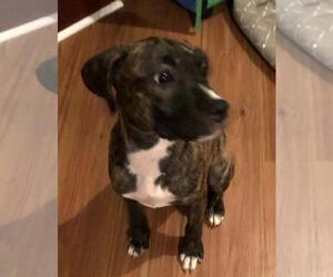 Boxer-Unknown Mix Dogs for adoption in Yardley, PA, USA