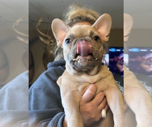 French Bulldog Puppy for Sale in BIG RAPIDS, Michigan USA