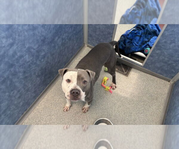 Medium Photo #1 Mutt Puppy For Sale in Fort Collins, CO, USA