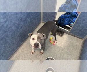 Mutt Dogs for adoption in Fort Collins, CO, USA