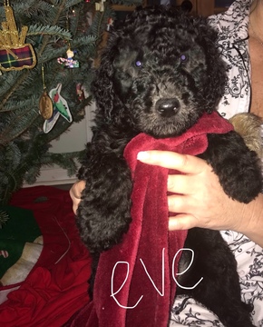 Medium Photo #12 Poodle (Standard) Puppy For Sale in TRYON, NC, USA