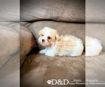 Small Photo #4 Shorkie Tzu Puppy For Sale in RIPLEY, MS, USA