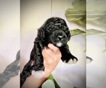 Small Photo #8 Goldendoodle Puppy For Sale in COLUMBIA CITY, IN, USA