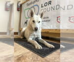 Small #4 German Shepherd Dog-Huskies  Mix
