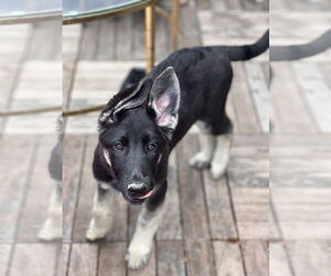 German Shepherd Dog Dogs for adoption in San Diego, CA, USA