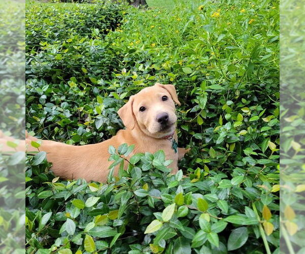 Medium Photo #4 Mutt Puppy For Sale in Houston, TX, USA