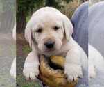 Small Photo #6 Labrador Retriever Puppy For Sale in OLYMPIA, WA, USA