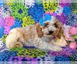 Small Photo #5 Cocker Spaniel-Poodle (Miniature) Mix Puppy For Sale in NOTTINGHAM, PA, USA