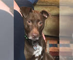 Small American Pit Bull Terrier-Labrador Retriever Mix