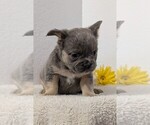 Small Photo #65 French Bulldog Puppy For Sale in GOSHEN, IN, USA