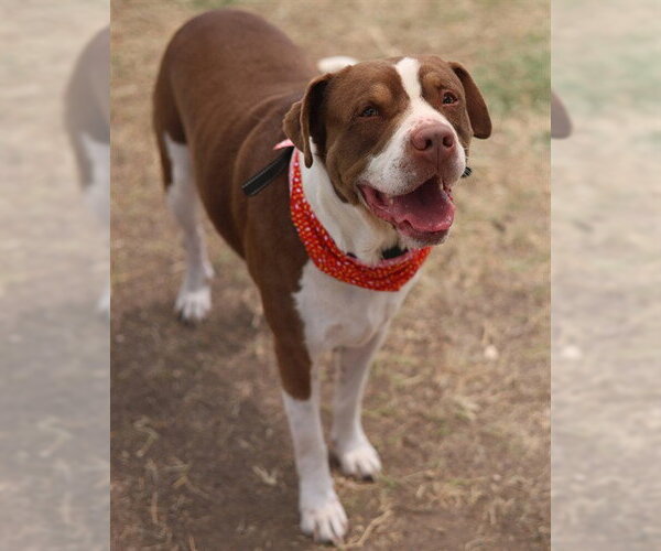 Medium Photo #2 American Staffordshire Terrier Puppy For Sale in San Antonio, TX, USA