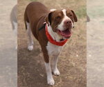 Small Photo #2 American Staffordshire Terrier Puppy For Sale in San Antonio, TX, USA