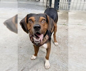 Beagle-Unknown Mix Dogs for adoption in Boston, MA, USA