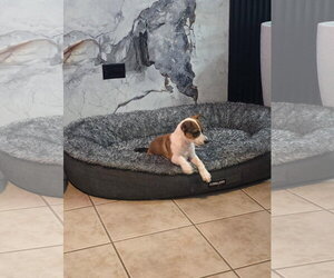 Heddy FH - Female Jack Russell Terrier-Parson Russell Terrier Mix Dog for Adoption - Photo #4