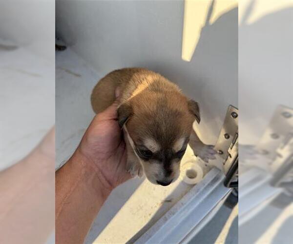 Medium Photo #1 Labsky Puppy For Sale in Houston, TX, USA