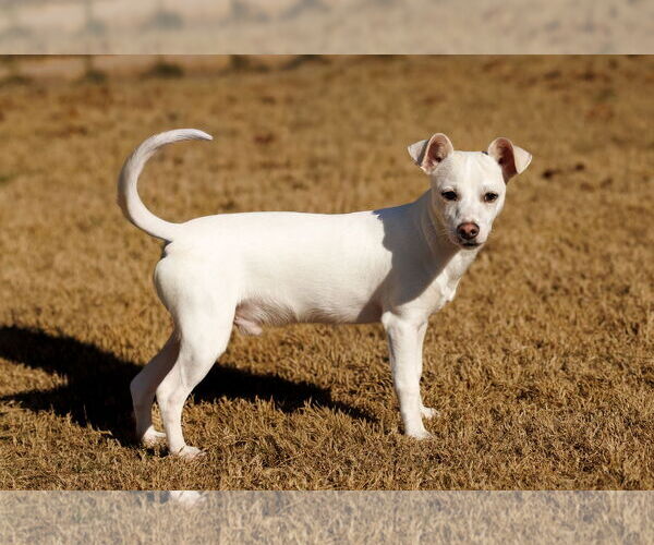 Medium Photo #8 Chihuahua-Unknown Mix Puppy For Sale in McKinney, TX, USA