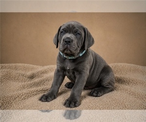 Cane Corso Puppy for sale in MARIETTA, GA, USA