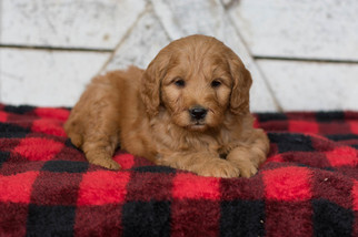 Goldendoodle Puppy for sale in CUYAHOGA FALLS, OH, USA