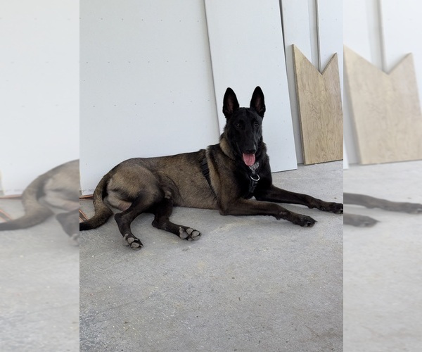 Medium Photo #1 Belgian Malinois-Rhodesian Ridgeback Mix Puppy For Sale in LEHIGH ACRES, FL, USA