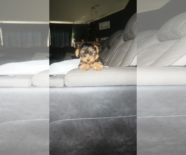 Medium Photo #20 Yorkshire Terrier Puppy For Sale in BENSON, NC, USA