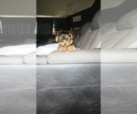 Small Photo #20 Yorkshire Terrier Puppy For Sale in BENSON, NC, USA