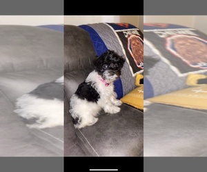 Schnoodle (Miniature) Puppy for sale in DILLSBURG, PA, USA