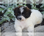 Small #2 Bichpoo