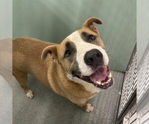 American Staffordshire Terrier-Siberian Husky Mix Dogs for adoption in Palmetto, FL, USA