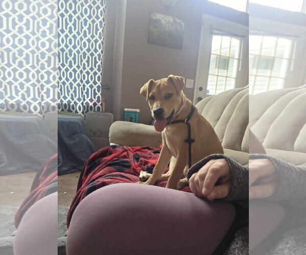 Medium Photo #2 Labrador Retriever-Unknown Mix Puppy For Sale in Sandy, UT, USA