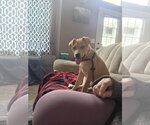 Small Photo #2 Labrador Retriever-Unknown Mix Puppy For Sale in Sandy, UT, USA