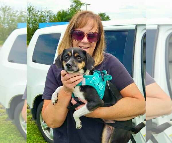 Medium Photo #4 Raggle Puppy For Sale in Mount Laurel, NJ, USA