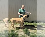 Small Photo #1 Mastiff Puppy For Sale in CALDWELL, ID, USA