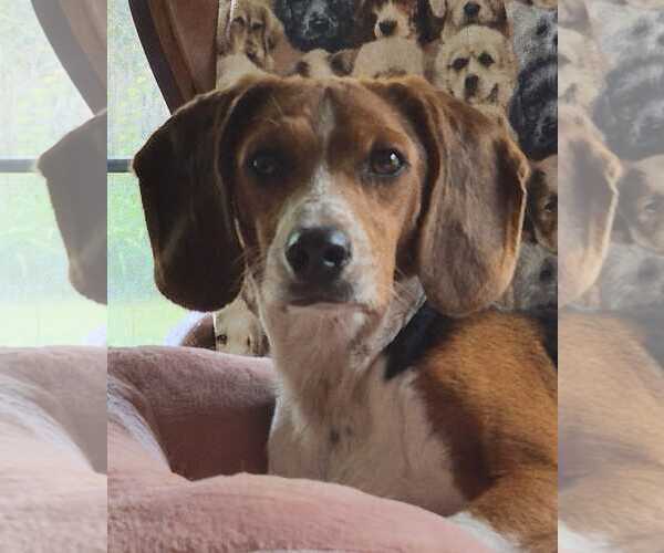 Medium Photo #5 Beagle Puppy For Sale in Dunnellon, FL, USA