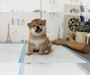 Shiba Inu Puppy for sale in SAN DIEGO, CA, USA