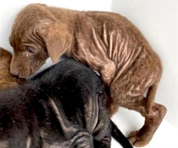 Medium Photo #2 Labrador Retriever-Unknown Mix Puppy For Sale in Houston, TX, USA