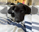 Small Photo #32 Labrador Retriever-Unknown Mix Puppy For Sale in Brewster, NY, USA