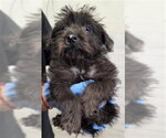 Small Mutt