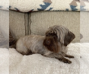 Mother of the Shorkie Tzu puppies born on 04/29/2025