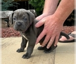 Puppy Adara Cane Corso