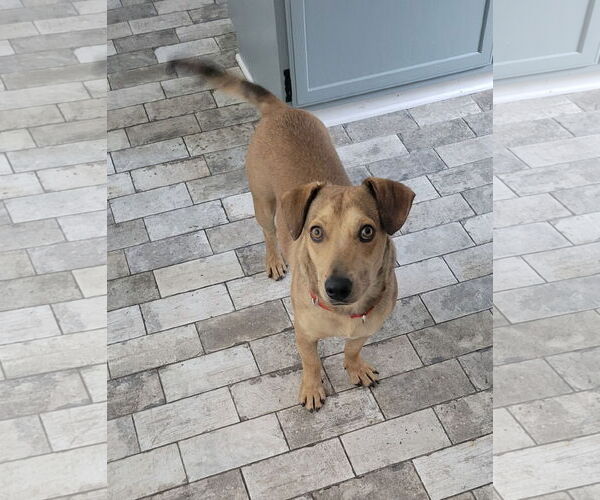 Medium Photo #6 Dachshund-Labrador Retriever Mix Puppy For Sale in Doylestown, PA, USA