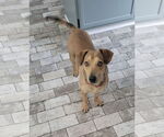 Small #5 Dachshund-Labrador Retriever Mix