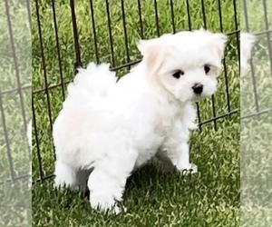 Maltese Puppy for Sale in WILCOX, Pennsylvania USA