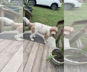 Father of the F2 Aussiedoodle-Goldendoodle Mix puppies born on 10/31/2025