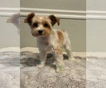 Small Photo #1 Yorkshire Terrier Puppy For Sale in RUSTBURG, VA, USA